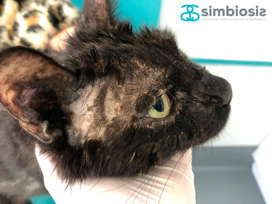 lesiones en la piel dermatitis atópica felina
