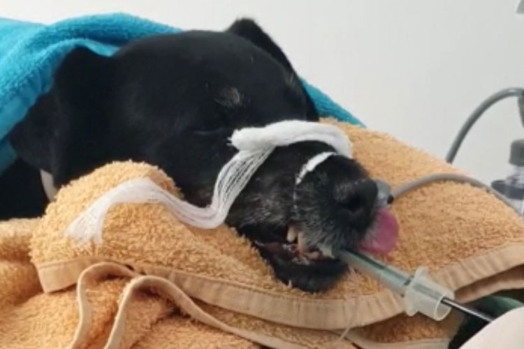 procedimiento broncoscopia en perro