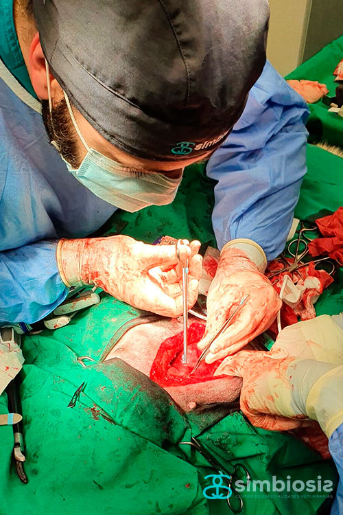 cirugía dilatación-torsión gástrica