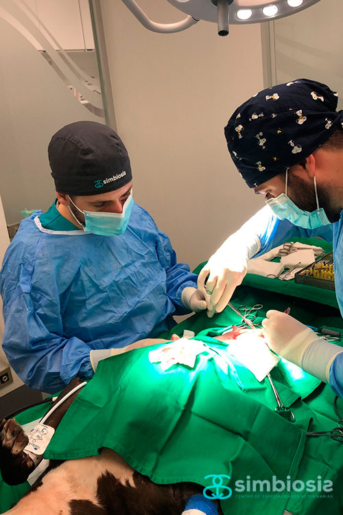 servicio cirugía simbiosis, procedimiento quirúrgico piómetra