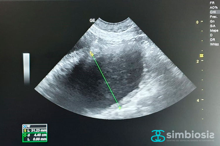 ecografía piometra