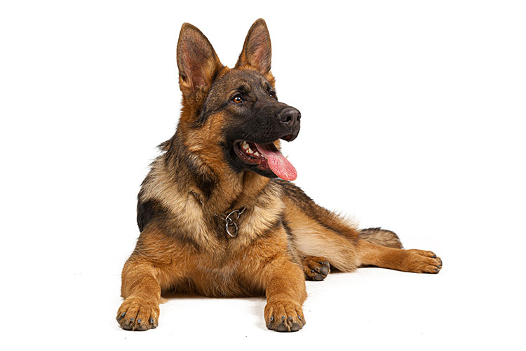 perros de razas grandes, un factor de riesgo en la dilatación- torsión gástrica