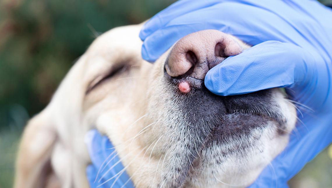 alteraciones cutáneas en perros servicio dermatología simbiosis