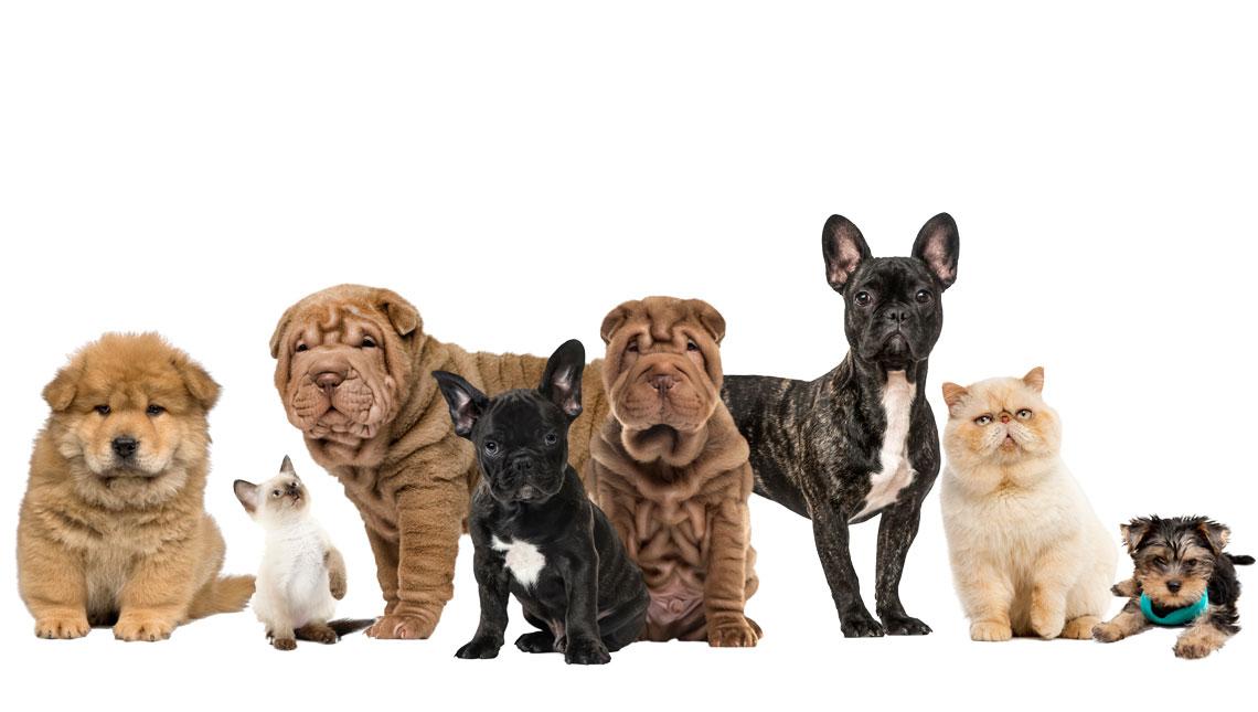 enfermedades congénitas perros y gatos