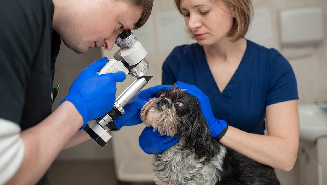 Glaucoma en perros y gatos