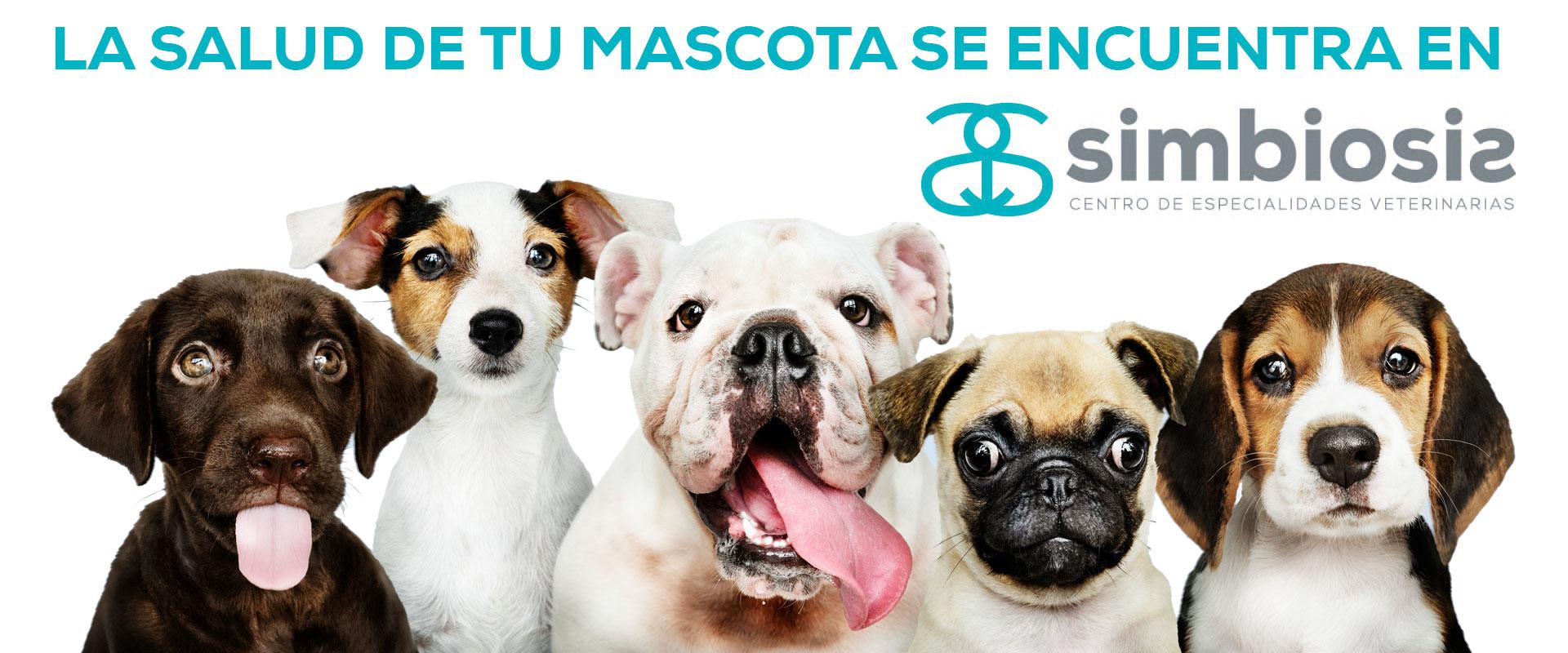 Simbiosis Veterinaria Getafe Urgencias 24 horas